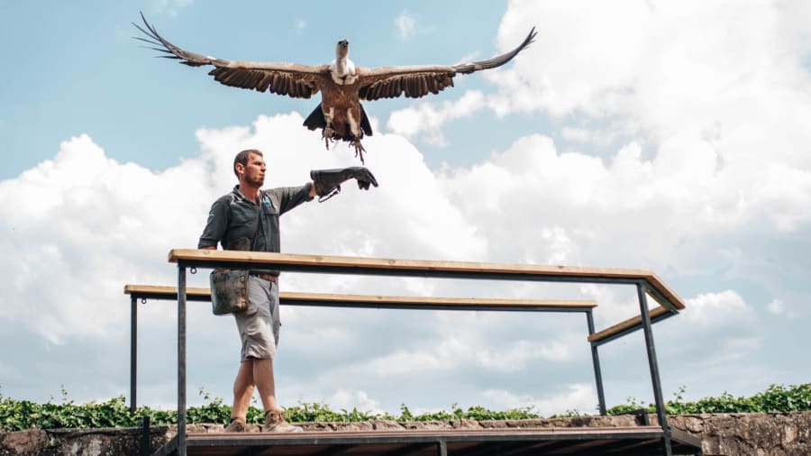 Billet pour la Volerie des Aigles à Kintzheim
