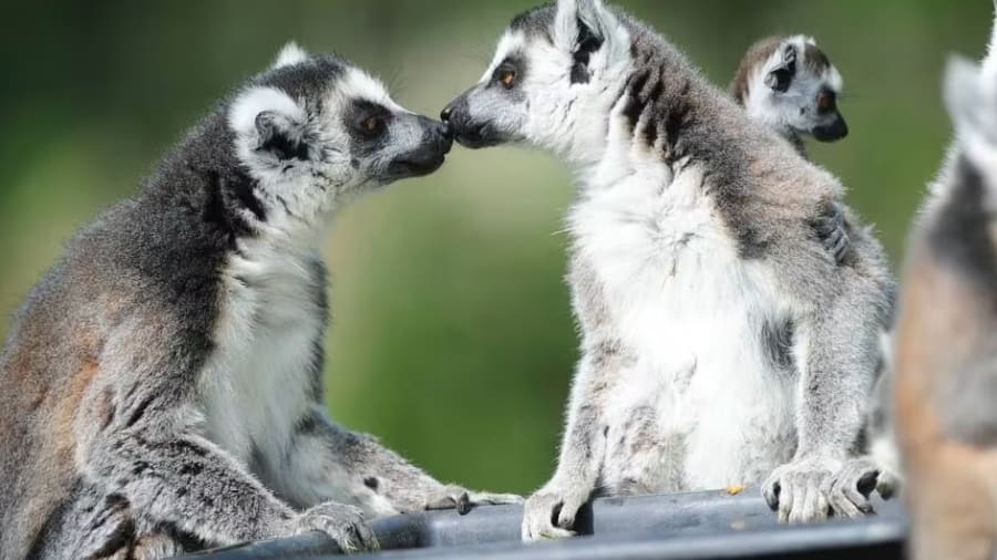 Billet pour Spaycific'zoo près du Mans