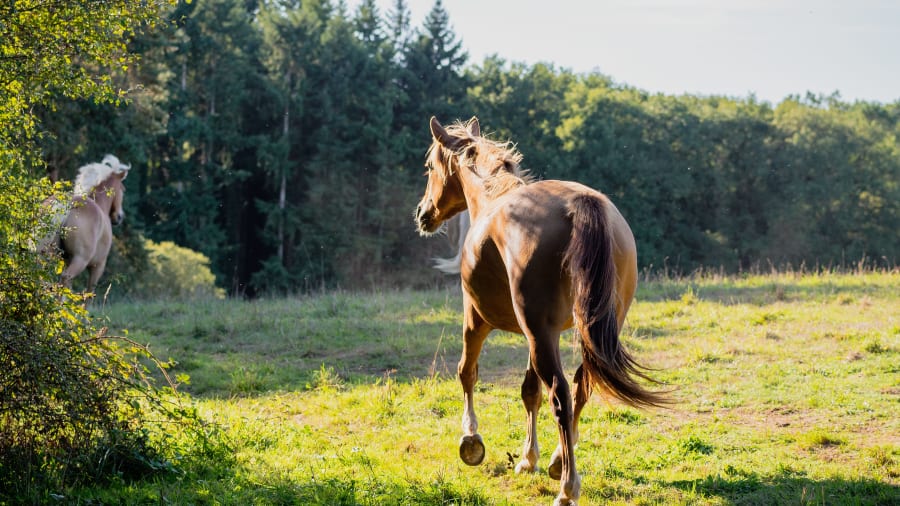 Balade à cheval dans la forêt de Brocéliande