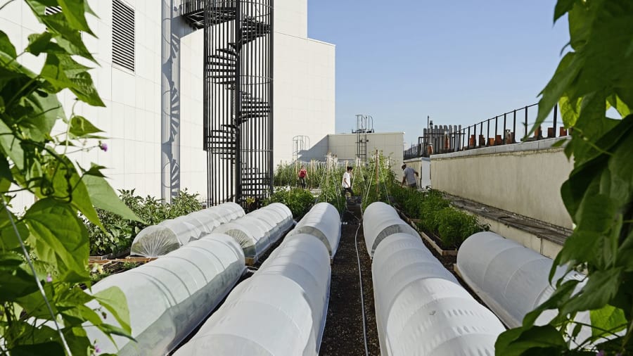 Visite d’une ferme urbaine sur les toits de l’Opéra Bastille