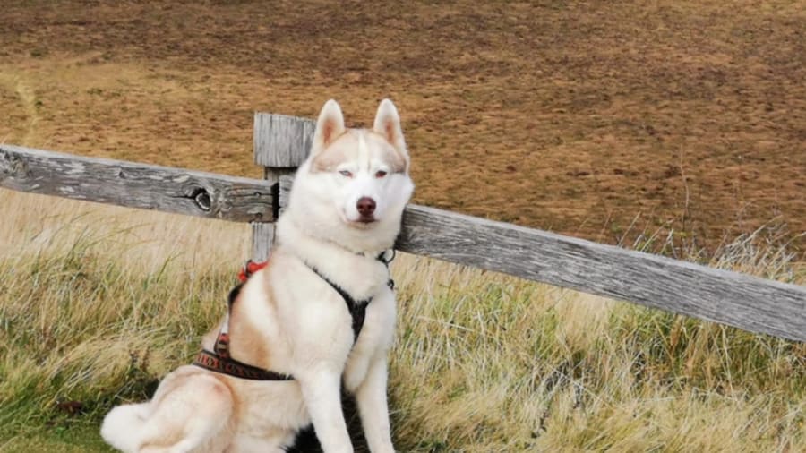 Cani-Rando aux Monts d'Arrée