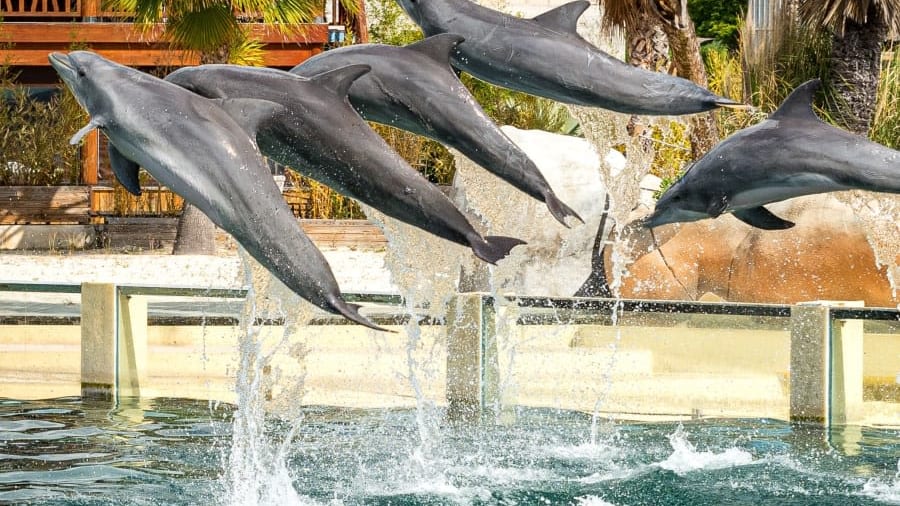 Observer des animaux marins fascinants à Marineland