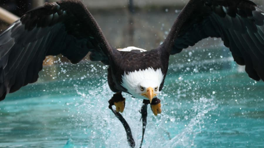 Billet pour l'Aquashow