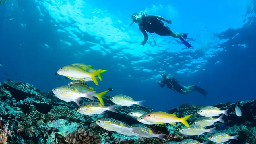 Plongée sur la barrière de corail de la Réunion depuis Saint-Leu