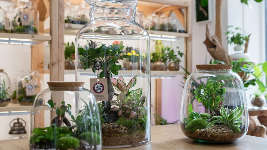 Atelier terrarium à Paris 13ème