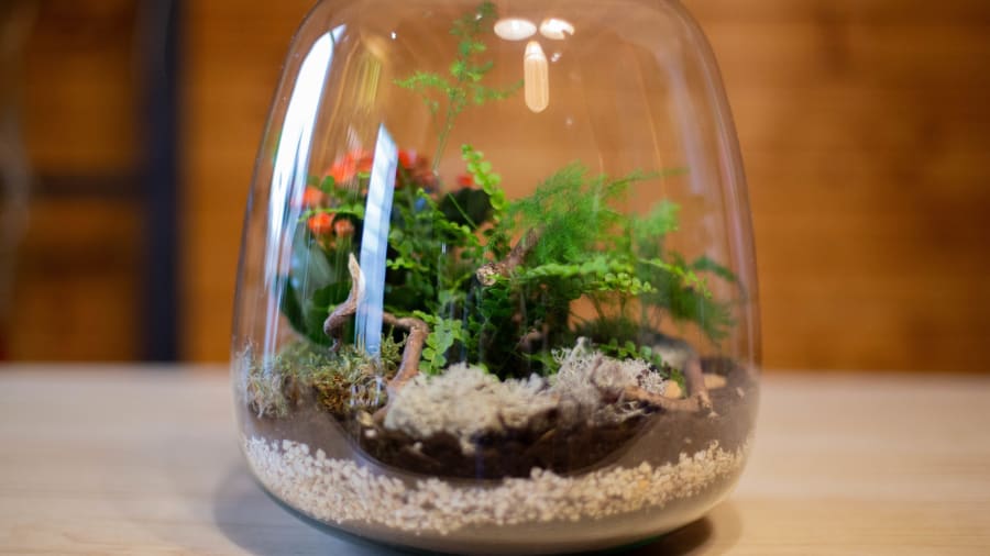 Un atelier terrarium à Moirans