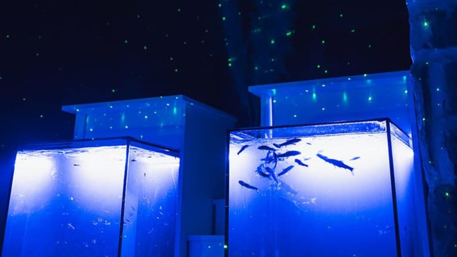 FISH Spa à Paris