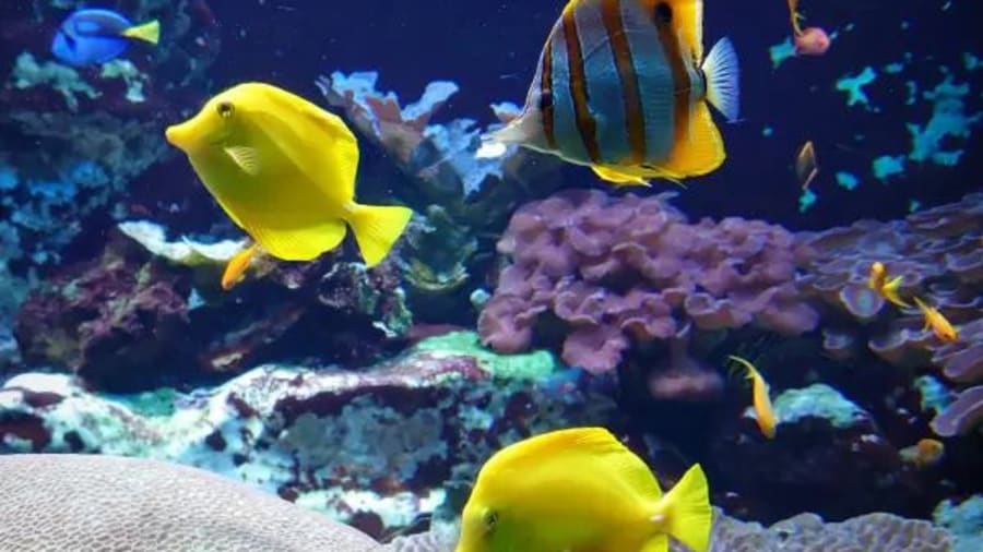 Un billet pour le Grand Aquarium de Saint-Malo