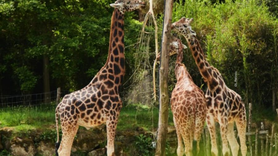 Un billet pour le Parc animalier et botanique de Branféré