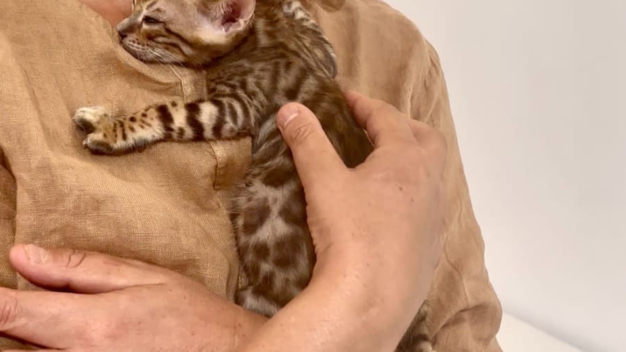 Atelier de jeux et câlins avec les chats et chatons à Paris 12ème