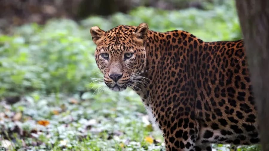 Billet combiné Lumigny Safari Réserve et Terre de Singes (77)