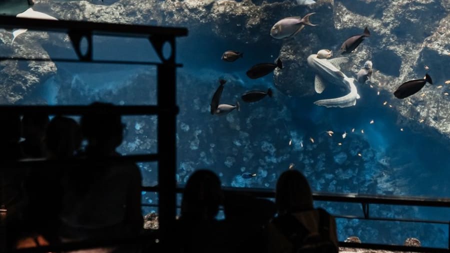 Plongez dans le monde marin à l’Aquarium de Lyon
