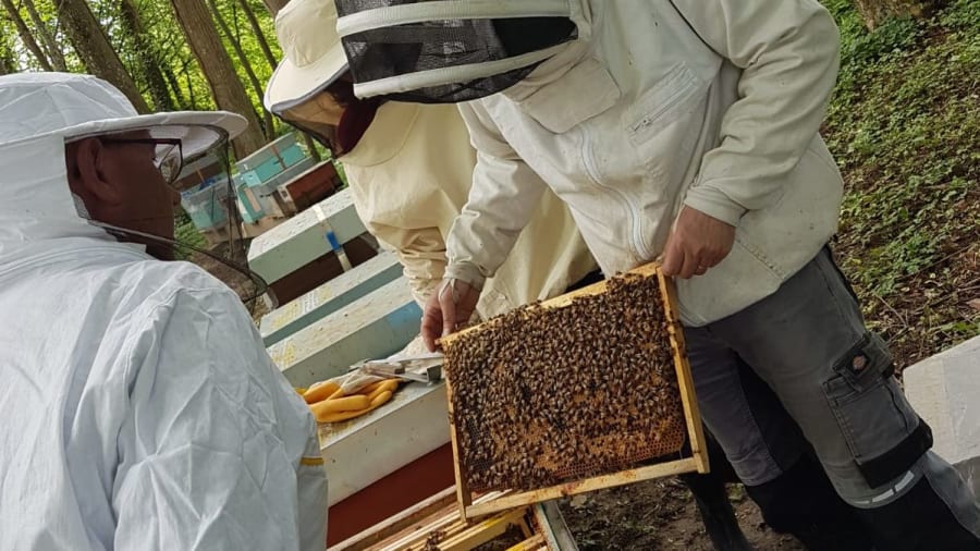 Journée d'initiation à l'apiculture à Chaume-en-Brie