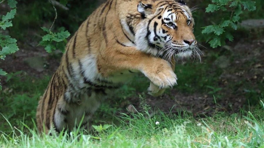 Rendre visite aux animaux du zoo de Jurques
