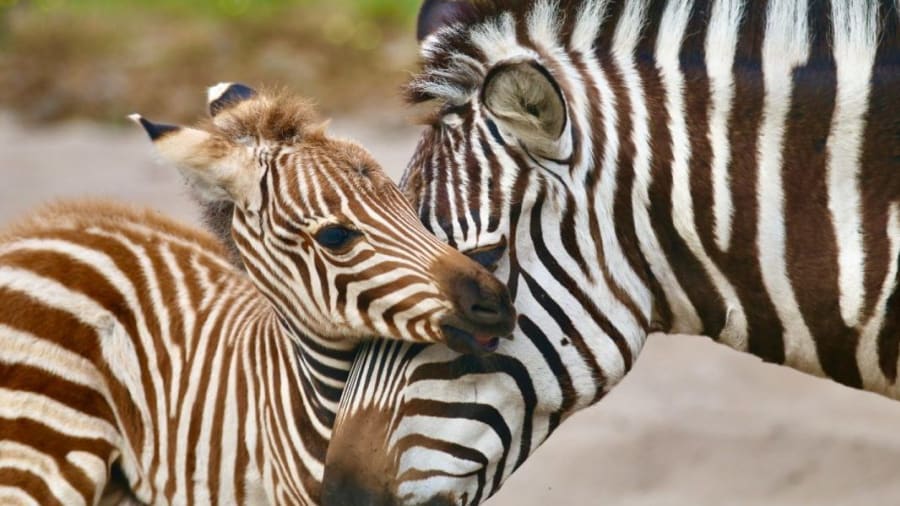 Billet pour le Zoo de Labenne (40)