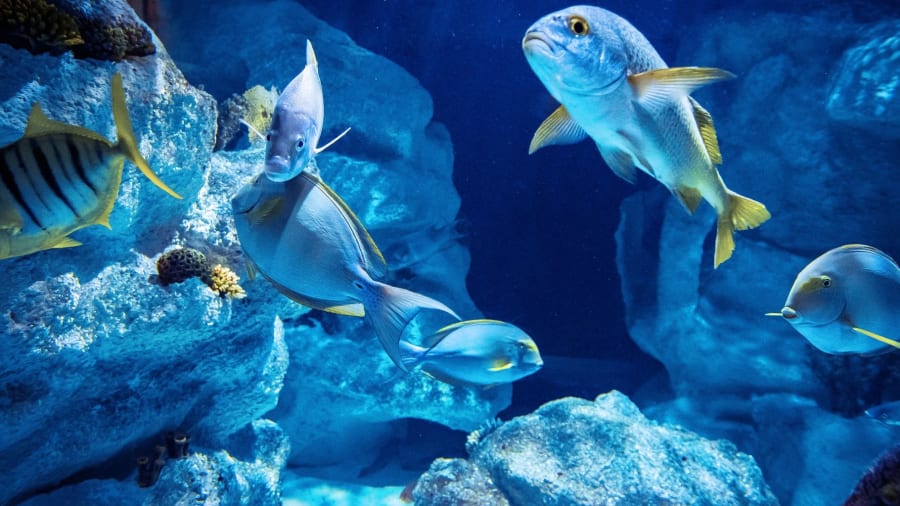Billet pour Planet Ocean