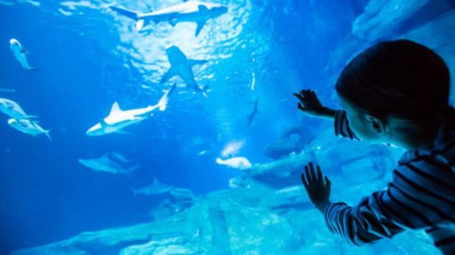 Visiter un aquarium pour admirer les différentes espèces de poissons