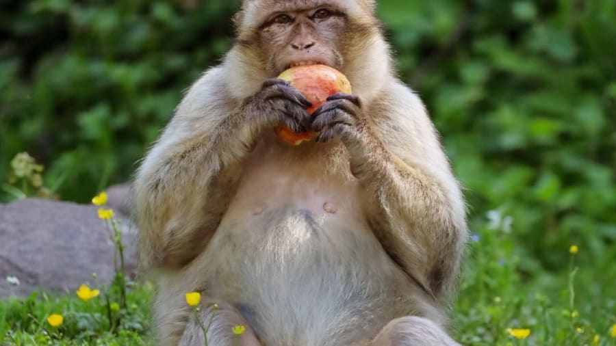 Billet pour la Montagne des Singes à Kintzheim