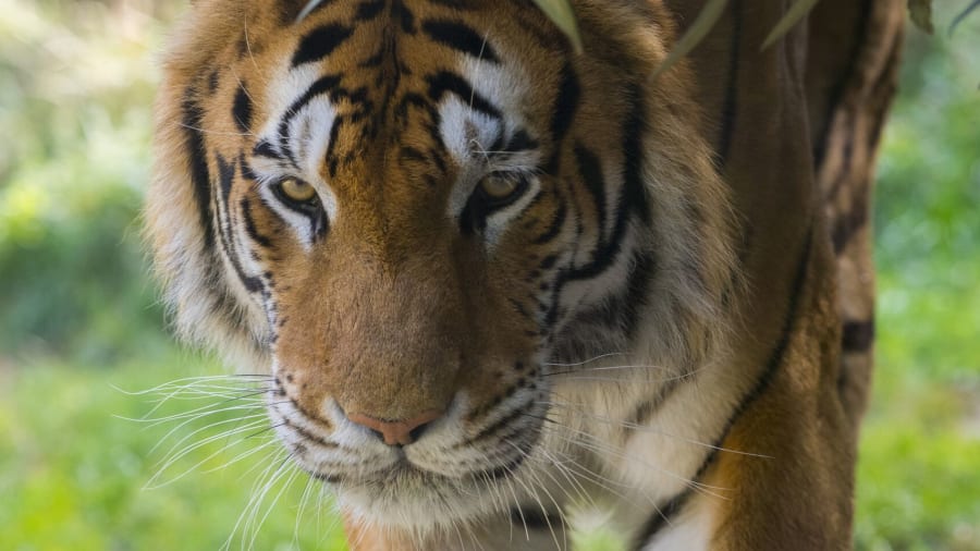 Un billet pour le Zoo d'Amnéville