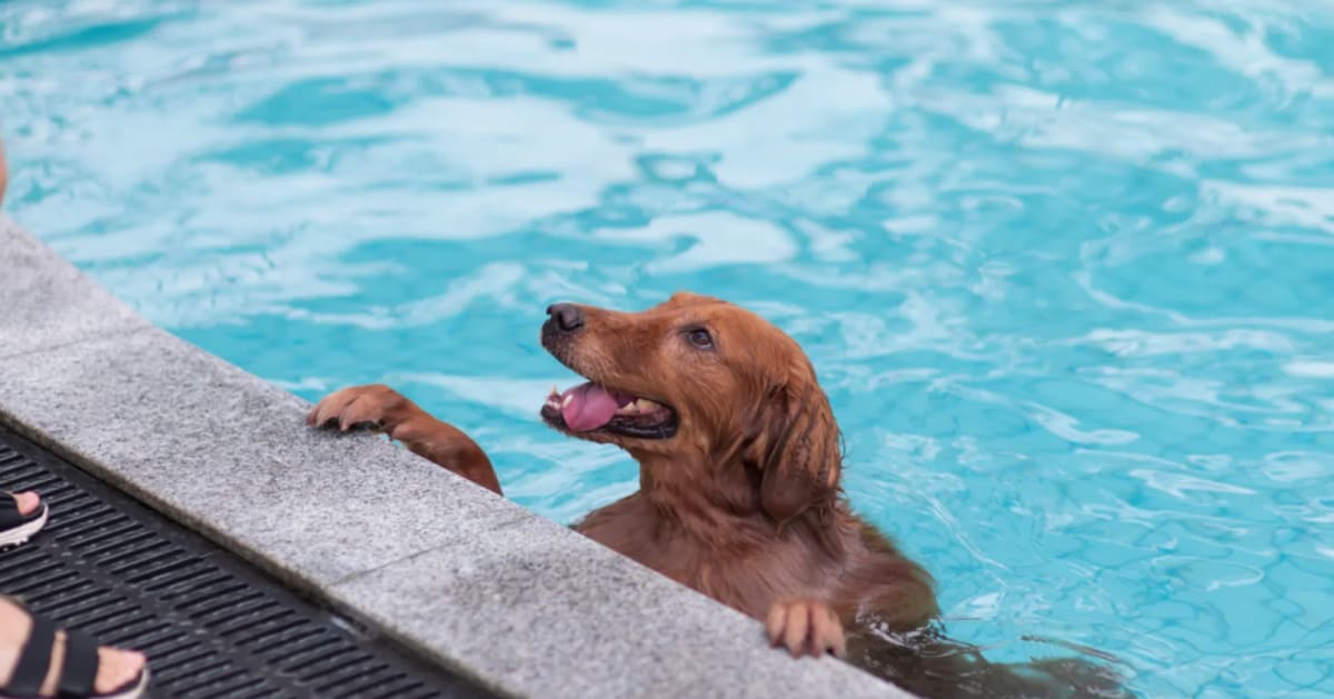 chien parc aquatique