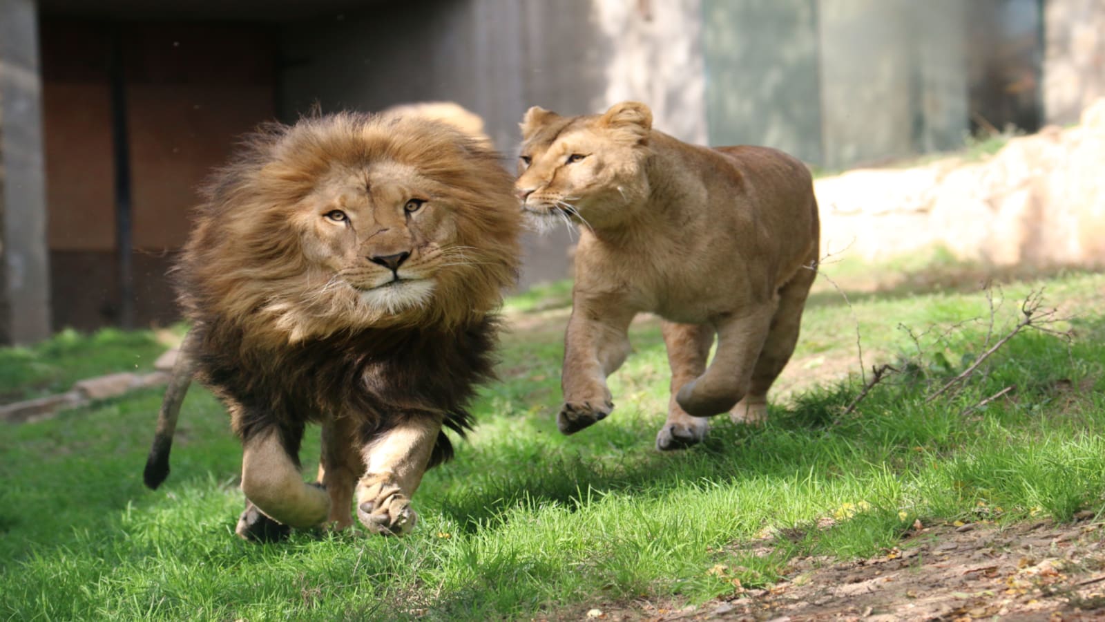 Quels sont les animaux à voir dans un zoo ?