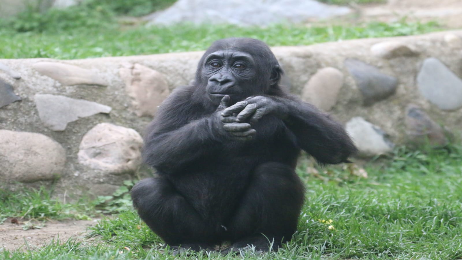 Les parcs animaliers du Grand Est