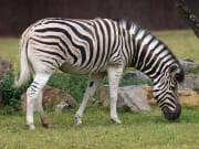 F.A.Q Zoo