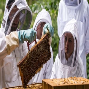 personne faisant de l'apiculture