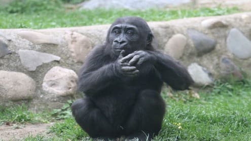 Quelle est la différence entre un zoo et un parc animalier ?