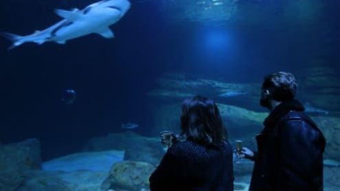 Est-ce qu'il est possible de faire une visite guidée dans un aquarium ? Lisez notre article !