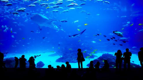 Existe-t-il des espaces disponibles à la location dans les aquariums ?