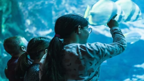 À partir de quel âge un enfant peut-il visiter un aquarium seul ?
