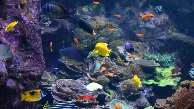 Peut-on déposer ses affaires dans un aquarium ?