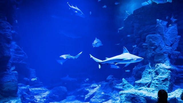 Peut-on voir des requins dans des aquariums ?