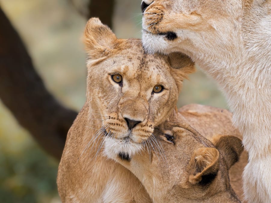 Quels sont les zoos qui acceptent les chiens ?