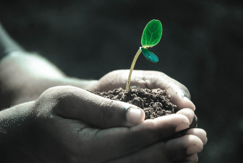 How to Plan a Green Funeral: Use Trees for a Grave Marker