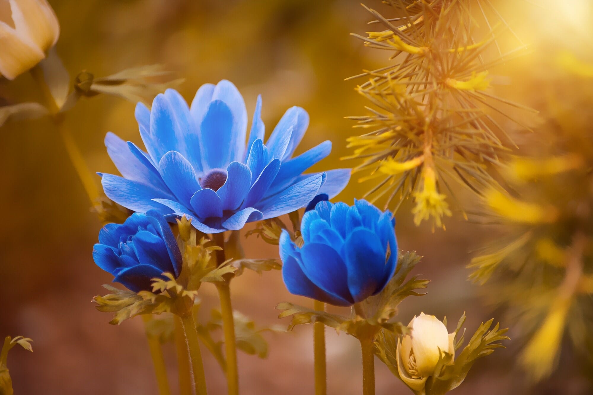 flowers for inspiring funeral readings