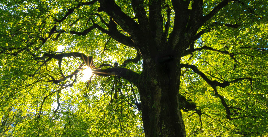 6 Alternatives to Cremation or Burial Funeralocity