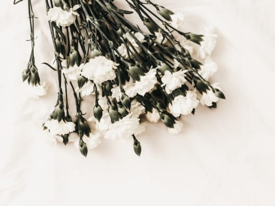 White flowers on a white background representing the services of funeral comparison website Funeralocity