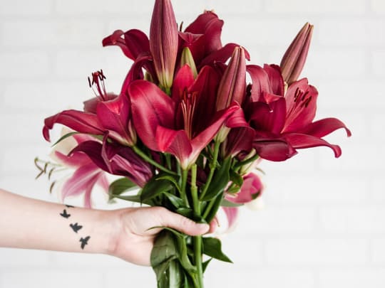 Person holding maroon stargazer flowers