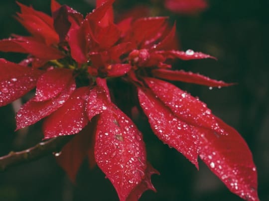 A close-up photo of poinsettias representing the ideas for holiday memorial services Funeralocity offers