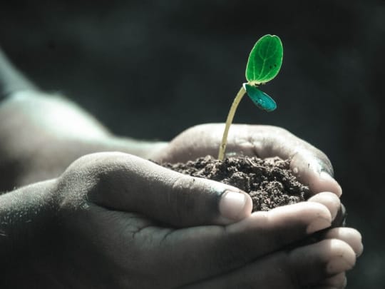 How to Plan a Green Funeral: Use Trees for a Grave Marker