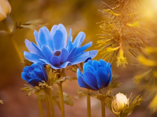 flowers for inspiring funeral readings