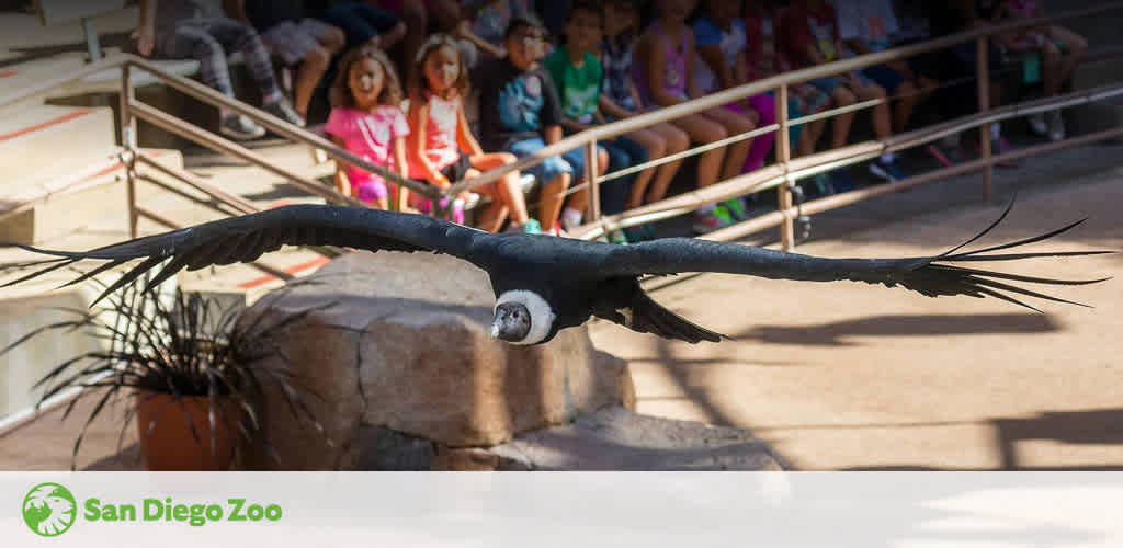 An Andean condor spreads its massive wings in flight at the San Diego Zoo. It glides in front of an audience seated in tiers, showcasing its impressive wingspan. The Zoo's logo is visible in the corner.