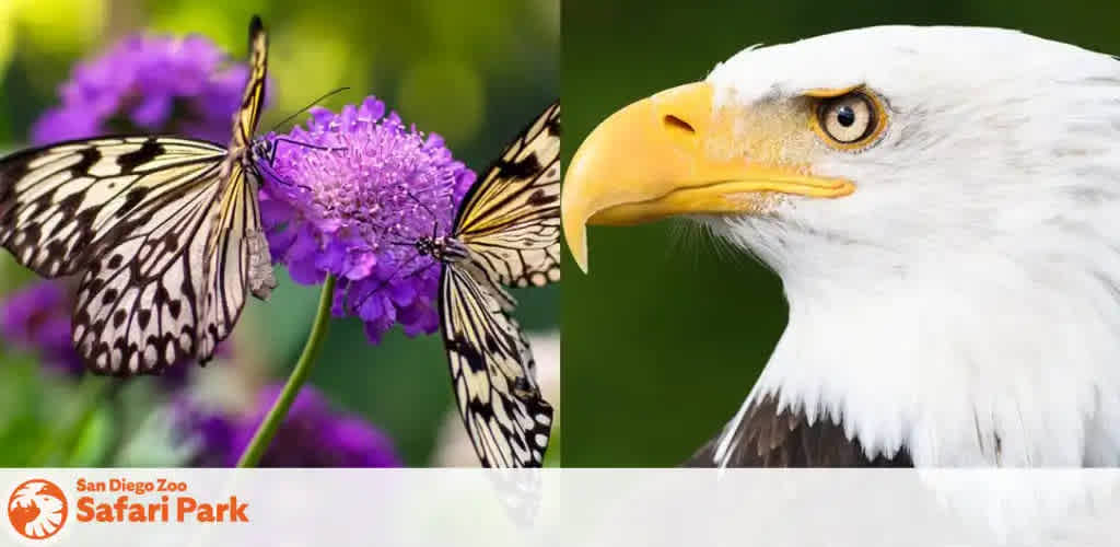 This image is a split-screen depicting two scenes associated with wildlife typically found at San Diego Zoo Safari Park. On the left, two paper kite butterflies with a black and white pattern on their wings are perched delicately on the rich lilac blooms of a scabiosa flower, surrounded by a lush green background. On the right, a close-up of a majestic bald eagle showcases its sharp, golden beak, intense yellow-hued eye, and stark white feathers contrasted with a dark brown background. This visual celebration of biodiversity at the zoo reflects the wide variety of species one can expect to encounter.

At FunEx.com, explore the natural habitats of stunning creatures like these and more, while enjoying unbeatable savings on tickets to create unforgettable experiences at the lowest prices.