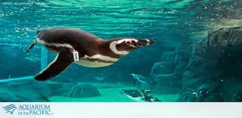 Image shows a Humboldt penguin swimming gracefully underwater. The penguin's distinctive black and white coloring contrasts with the clear blue water, and its flippers are spread wide in motion. Small bubbles follow its streamlined body as it moves. Text at the bottom indicates the photo is credited to Aquarium of the Pacific.