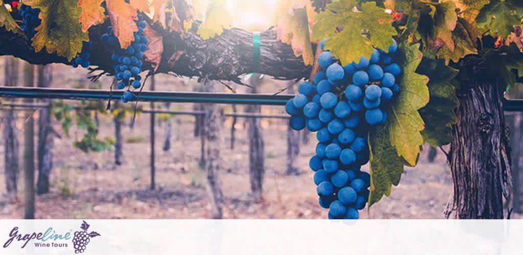 This image features a close-up of a lush bunch of blue grapes hanging from a grapevine. The grapes are ripe and ready for harvest, indicative of late summer or early autumn. The leaves surrounding the grapes are a combination of green and yellow, suggesting the onset of fall. The sunlight softly diffuses through the leaves, casting a warm glow on the fruit. In the background, there is a blurred view of additional grapevines stretching across the field, highlighting the vastness of the vineyard. The top left corner contains text that reads "Grapevine Wine Tours."

At FunEx.com, we're committed to ensuring that your experiences are as full and rich as the vineyards themselves. Secure your next adventure with us and enjoy the sweet taste of savings with our exclusive discounts on tickets, ensuring you always get the lowest prices available.