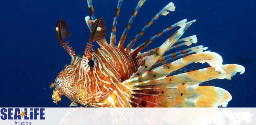 Image depicts a vividly colored lionfish swimming in clear, blue water. The fish's intricate pattern of white, orange, and brown stripes, and long, flowing fin rays are striking. Below is the SEA LIFE Arizona logo.