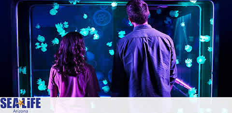 Image showing two people from behind, observing a variety of jellyfish illuminated in blue light at the SEA LIFE Arizona aquarium. The background is dark, emphasizing the glowing creatures within the large tank. The SEA LIFE logo is visible at the bottom of the image.