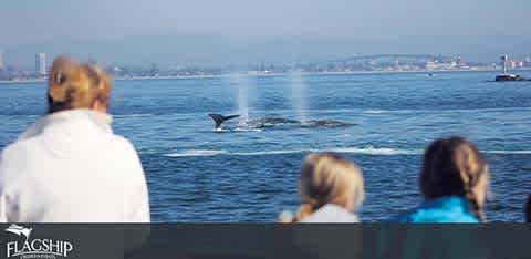 Description: This image captures a serene whale-watching moment. In the foreground, three individuals are seen from the back, gazing out at the water. The central figure, wearing a white jacket, has their hair tied back, and is flanked by two others who appear to be younger with visible blond hair. They are all looking towards the ocean where the majestic tail of a whale is prominently displayed. The whale's tail is in the center of the photo, mid-flip, with a spray of water visible above the surface, suggesting the whale has just dived. The ocean expanse is vast and calm under a soft, blue sky. In the background, a hazy city skyline is faintly visible. The image conveys a sense of peacefulness and the thrill of witnessing wildlife in its natural habitat.

Enjoy the wonders of marine life and save on your next adventure with FunEx.com, where we offer the lowest prices on tickets to unforgettable experiences.